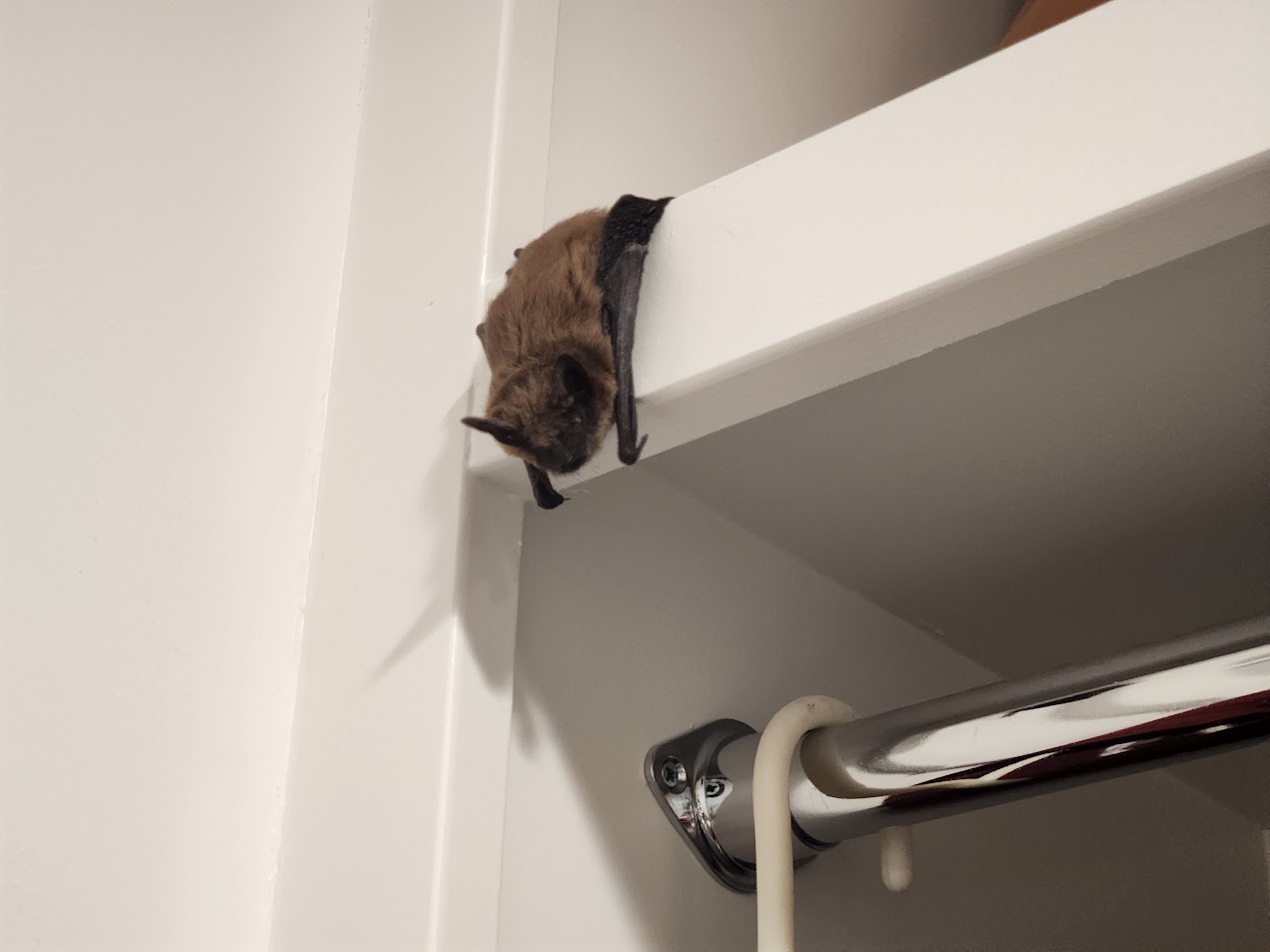 Bat in closet