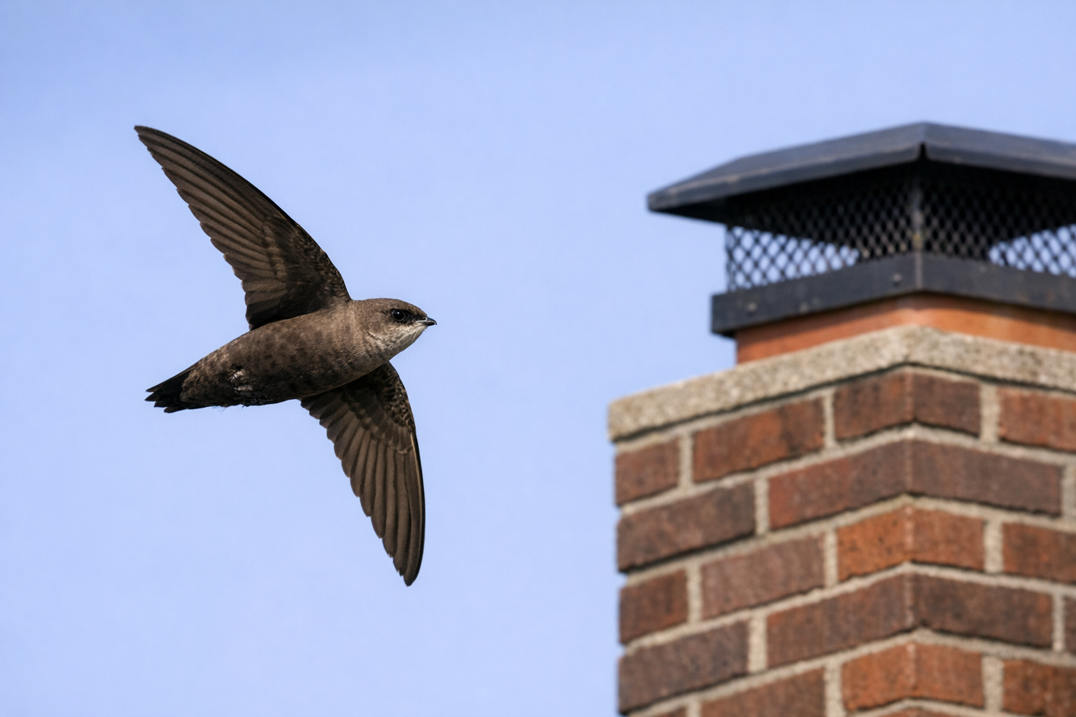 Chimney Swift