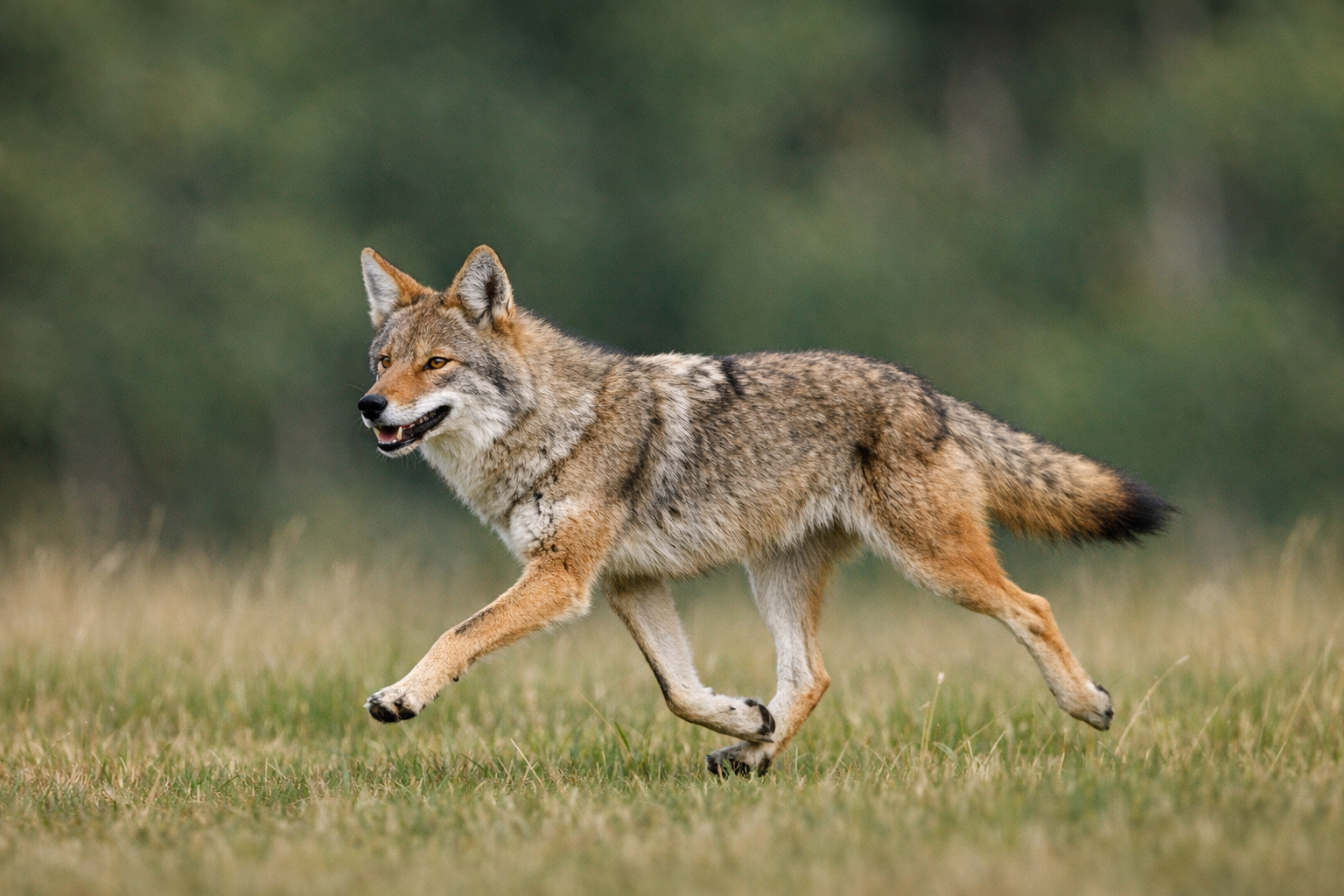 Coyote