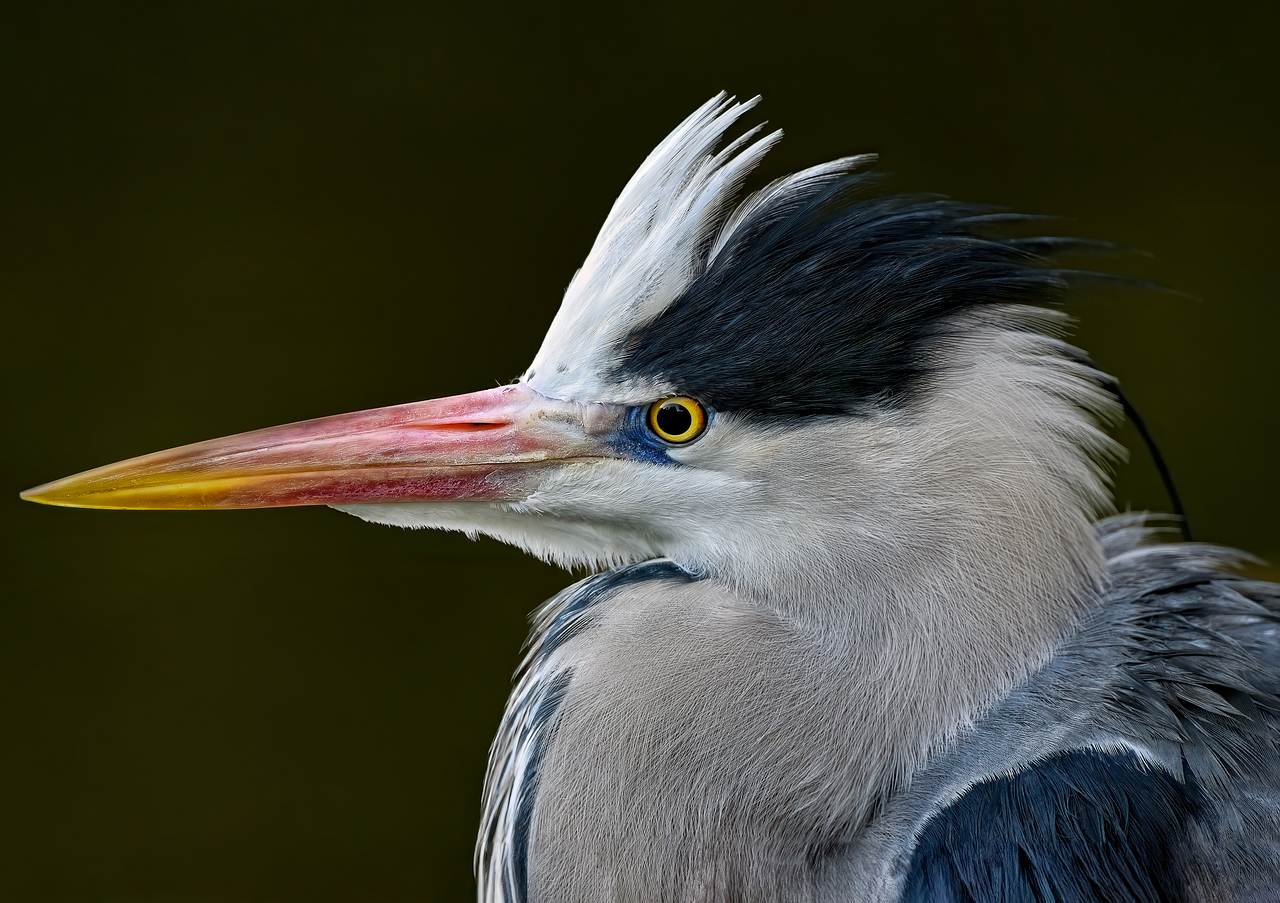 Wading bird