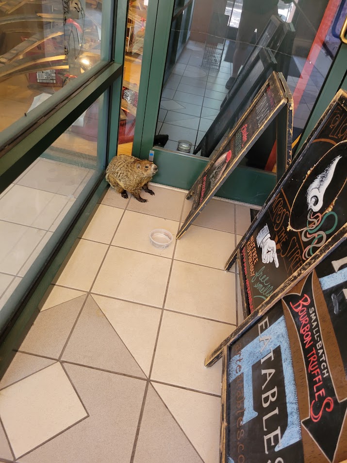 Groundhog in downtown Louisville