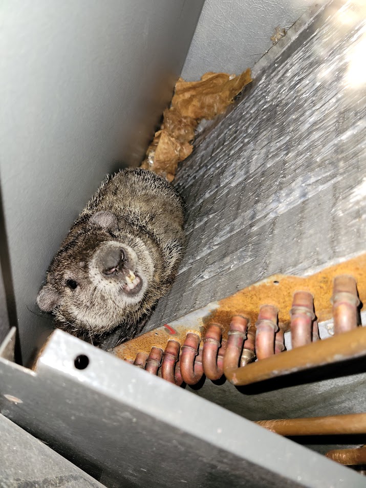 Groundhog in blower