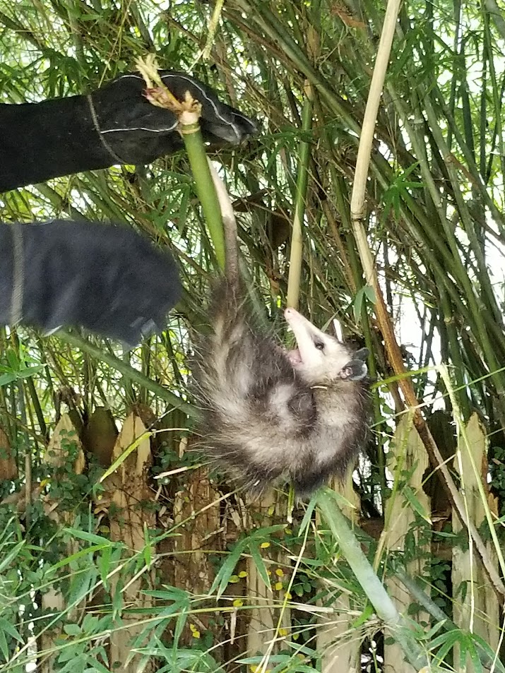 Opossum in bamboo