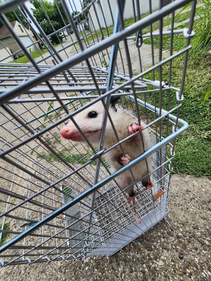 Opossum in trap