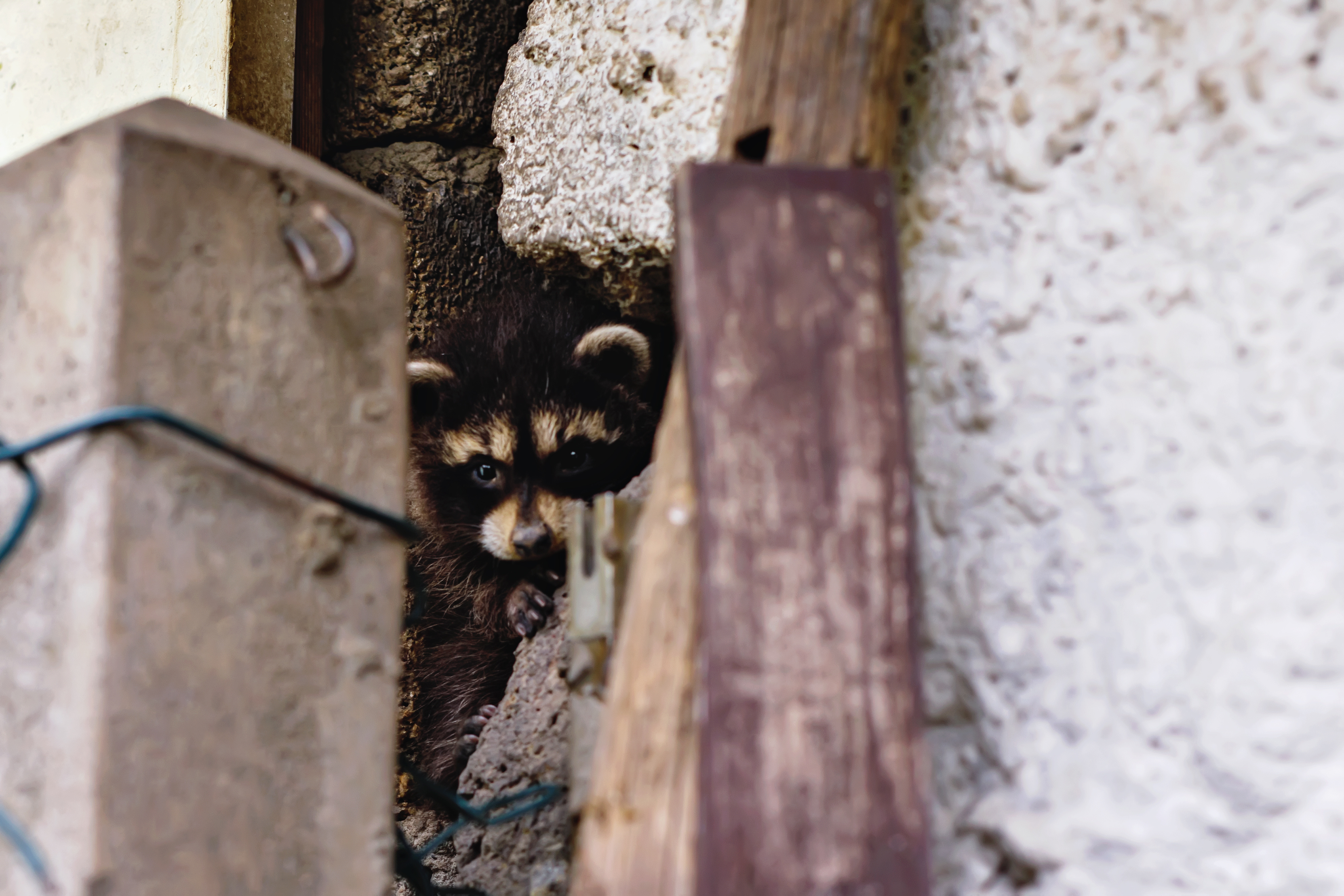 Raccoon in hole