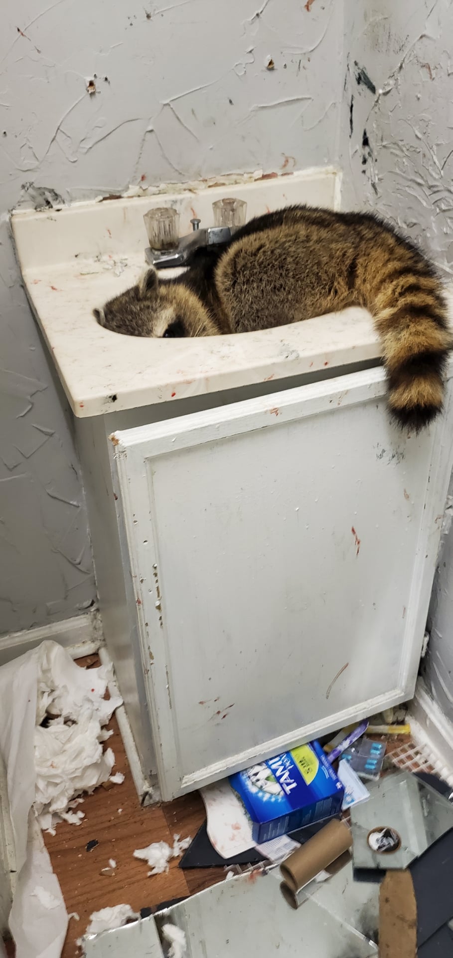 Raccoon in sink - emergency wildlife situation