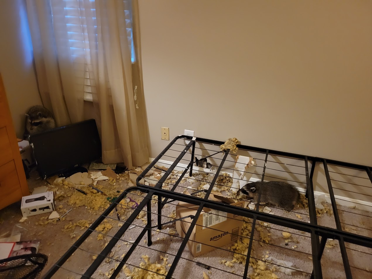 Raccoons in bedroom