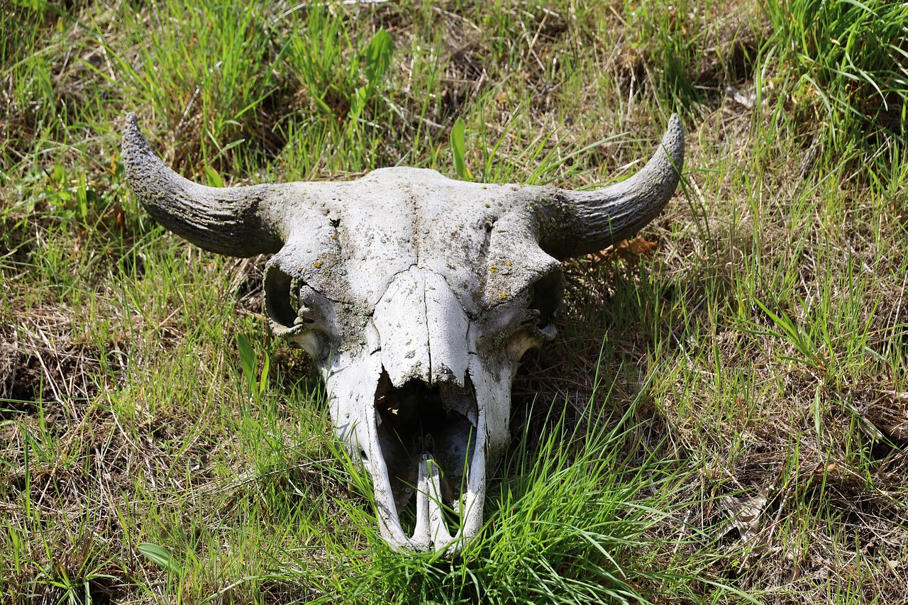 Animal skull