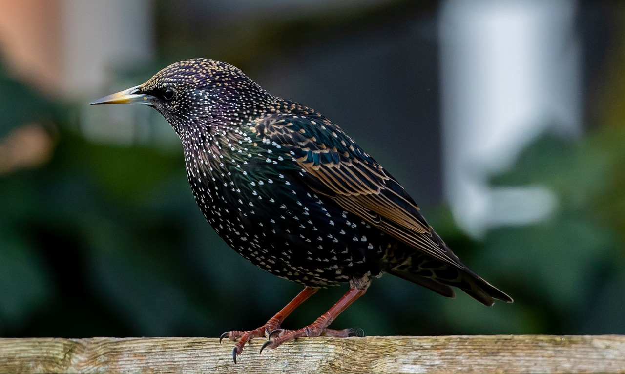 European starling