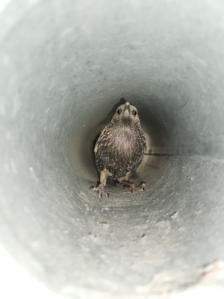 Starling in pipe